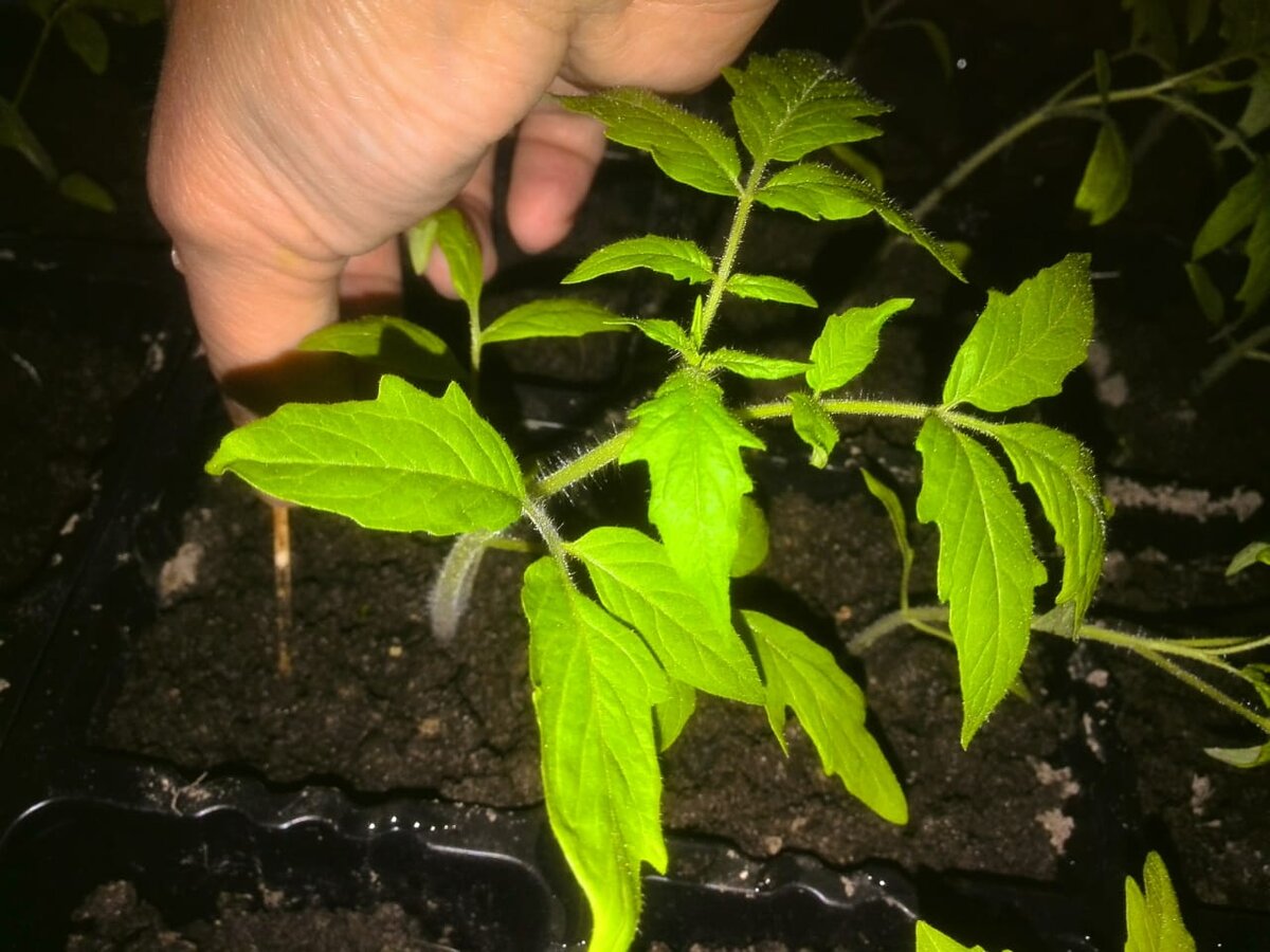 Вот такая рассада томатов.