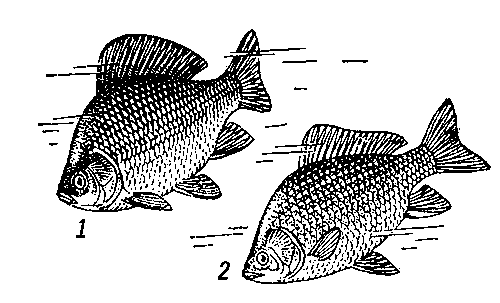 Караси: 1 – золотой; 2 – серебряный