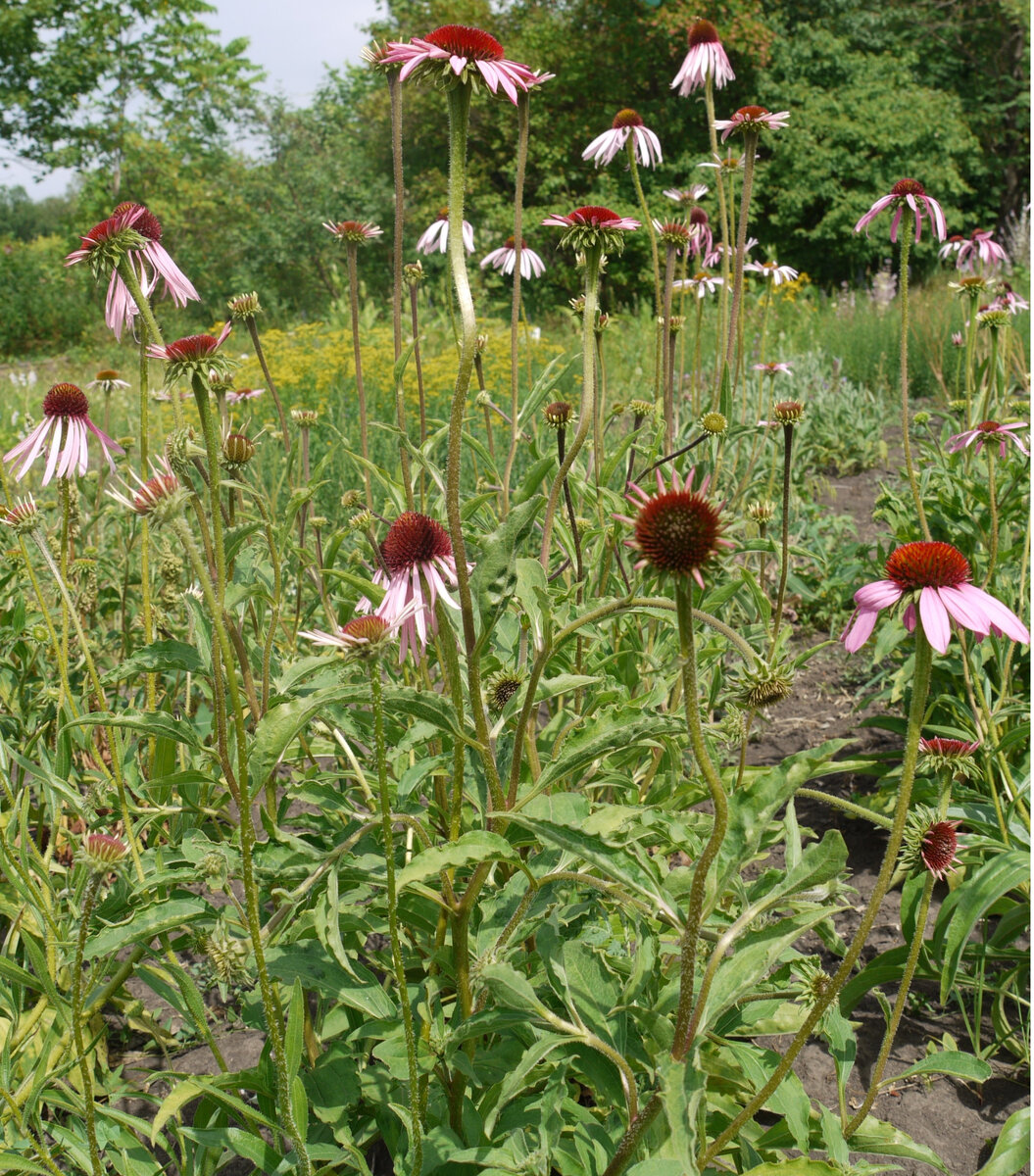 эхинацея пурпурная на лекарственном участке