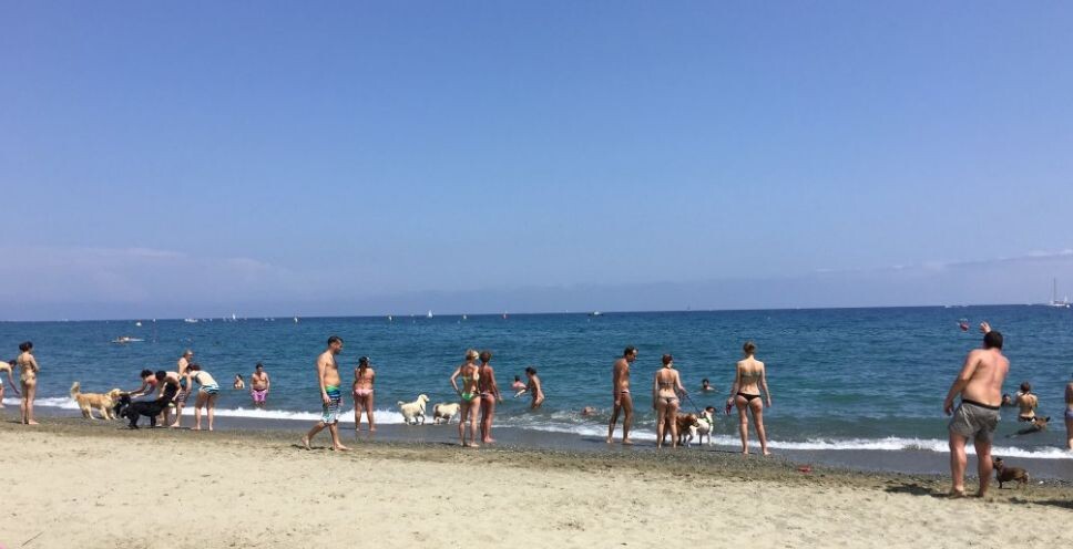 Собачий пляж