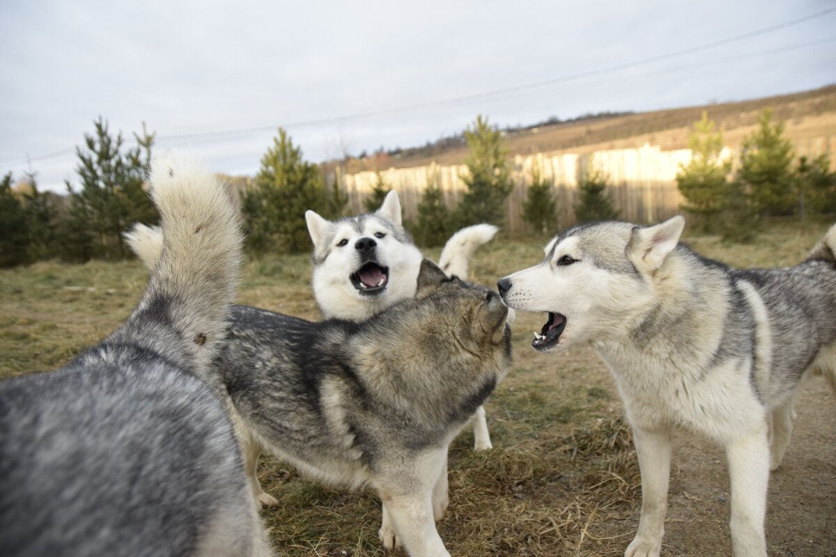 Cuanto cuesta un husky en españa