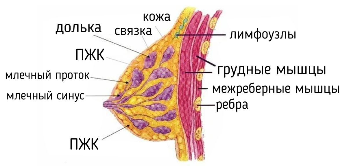 Анатомическое строение женской груди