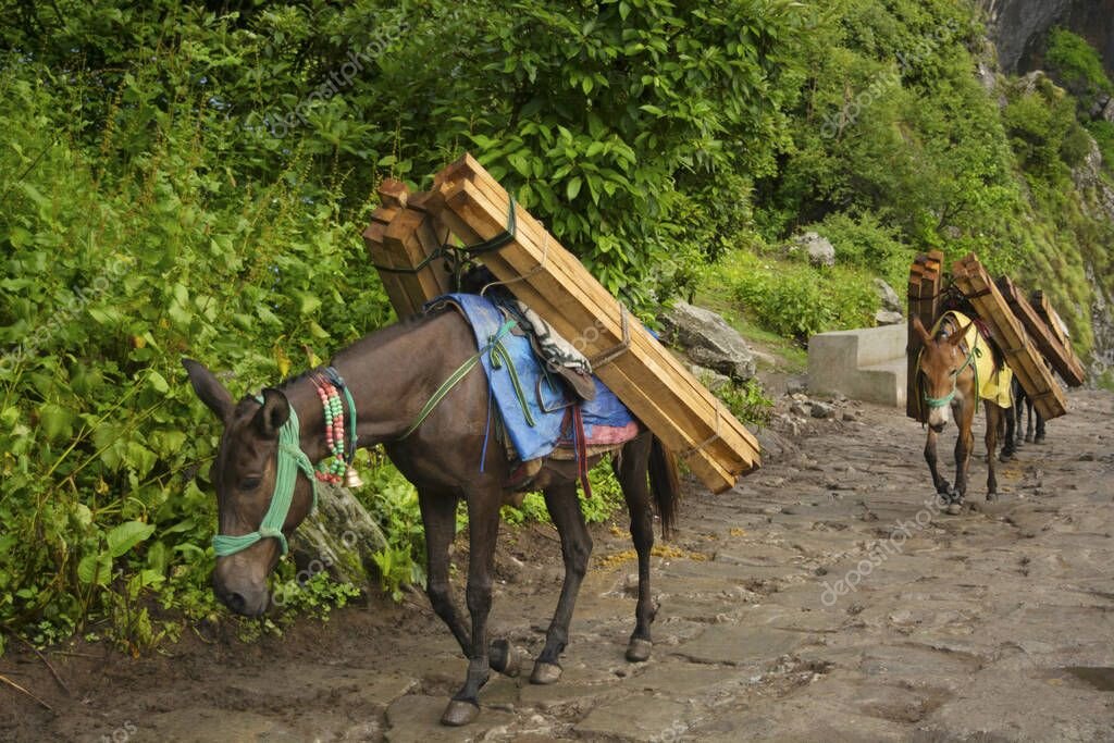 Фото взято из яндекс источников