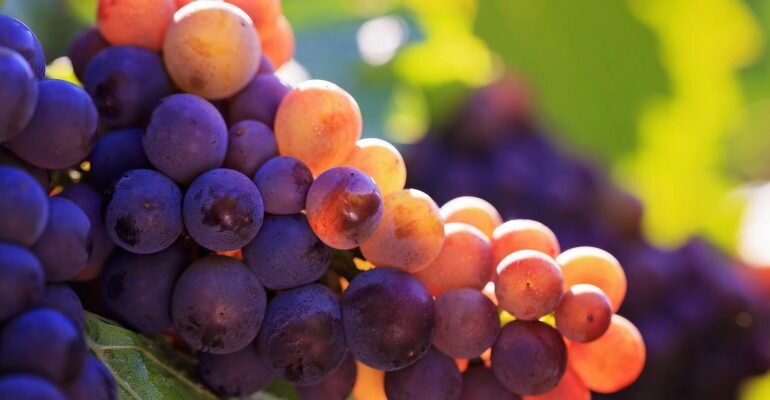 Виноград относится к слабительным продуктам.