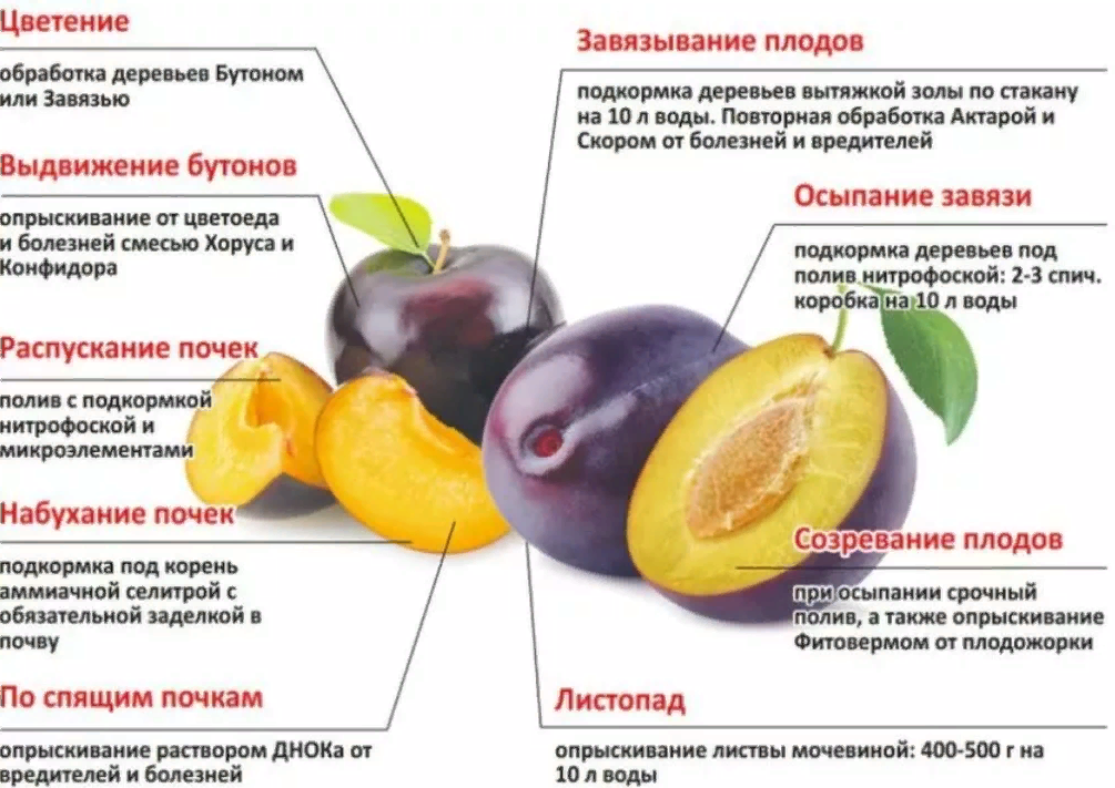 Схема подкормки плодовых деревьев. Подкормка плодовых деревьев таблица. Слива удобрения.