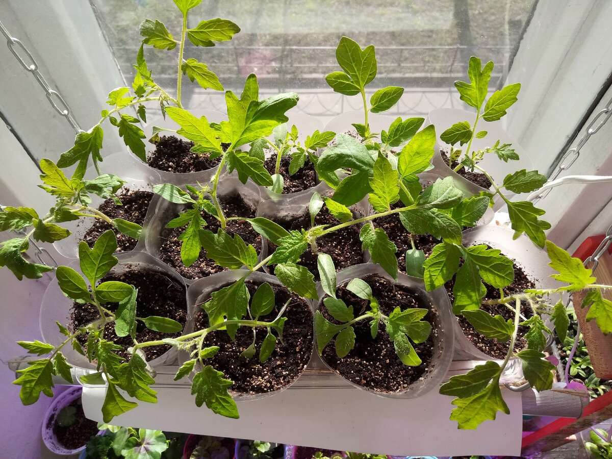 Томаты 6 апреля рассадила в большие стаканчики - разлапистые