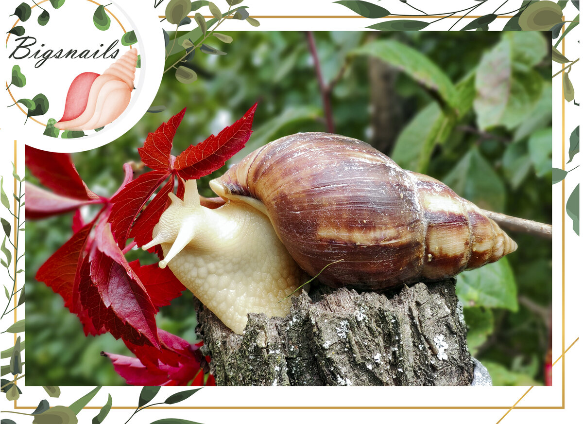 ахатина фулика альбино боди