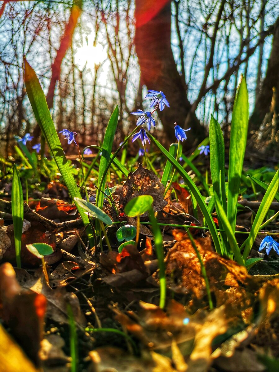 Пролески