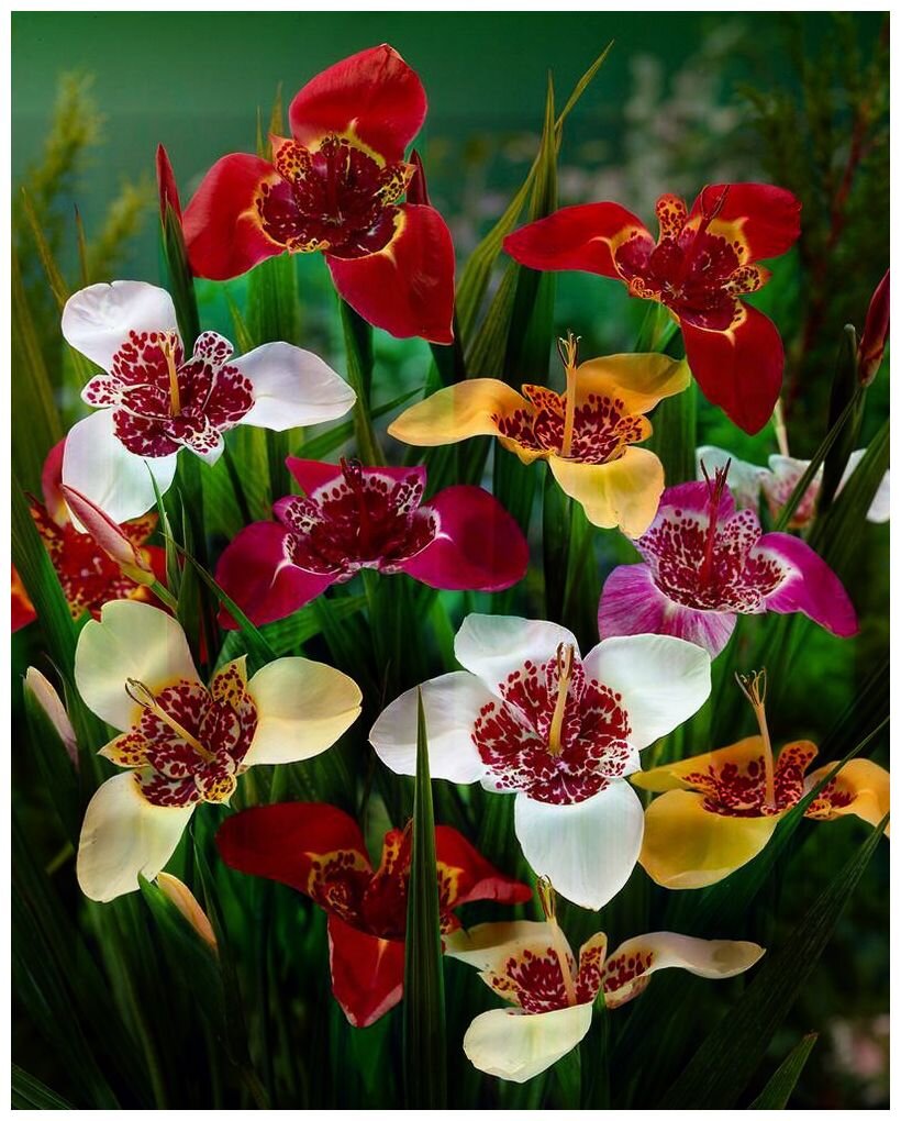 Тигридия павлинья