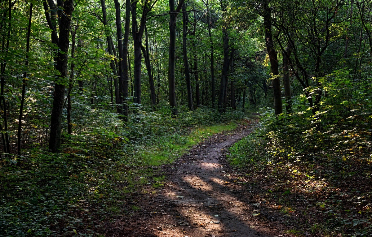 Долго выбирал фотографию, чтобы было похоже на место где мы заблудились.