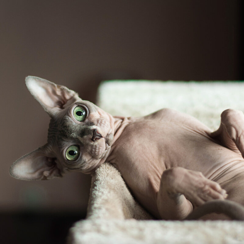 Одними из самых преданных питомцев специалисты называют сфинксов. Они не так независимы, как представители более традиционных пород. Сфинксы — отличные компаньоны, которые всегда находятся рядом с хозяином, если это возможно. При этом кошки очень ранимы и эмоциональны, возможно, оттого часто ищут поддержки у человека. 