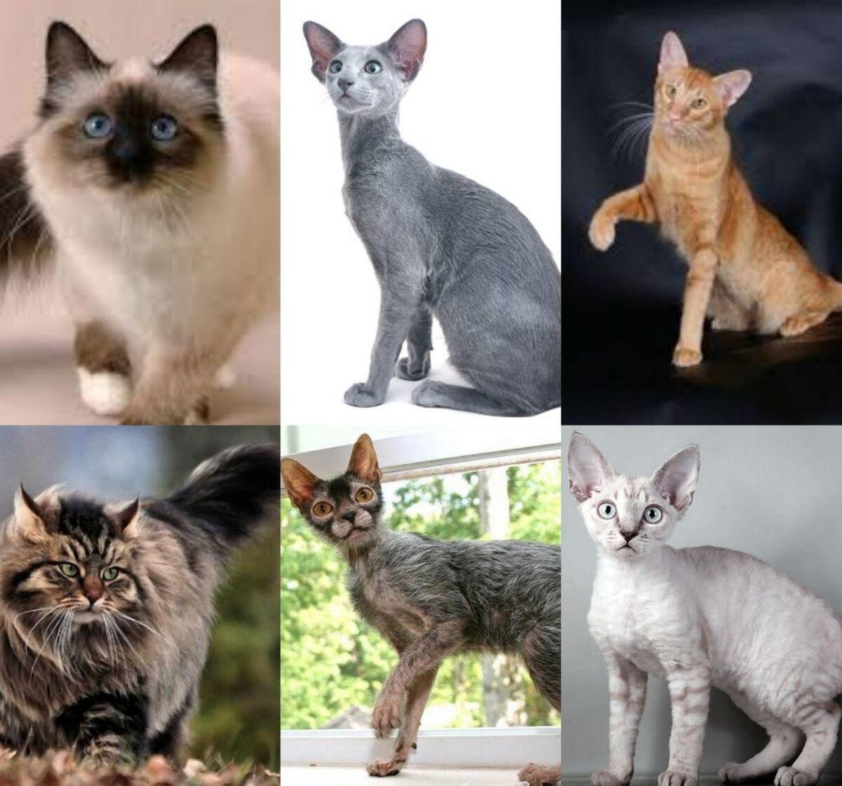 Антиаллергенные породы кошек с фотографиями и названиями Топ 10 кошек для аллергиков. ГАВ-МЯУ-КВА и другие Дзен