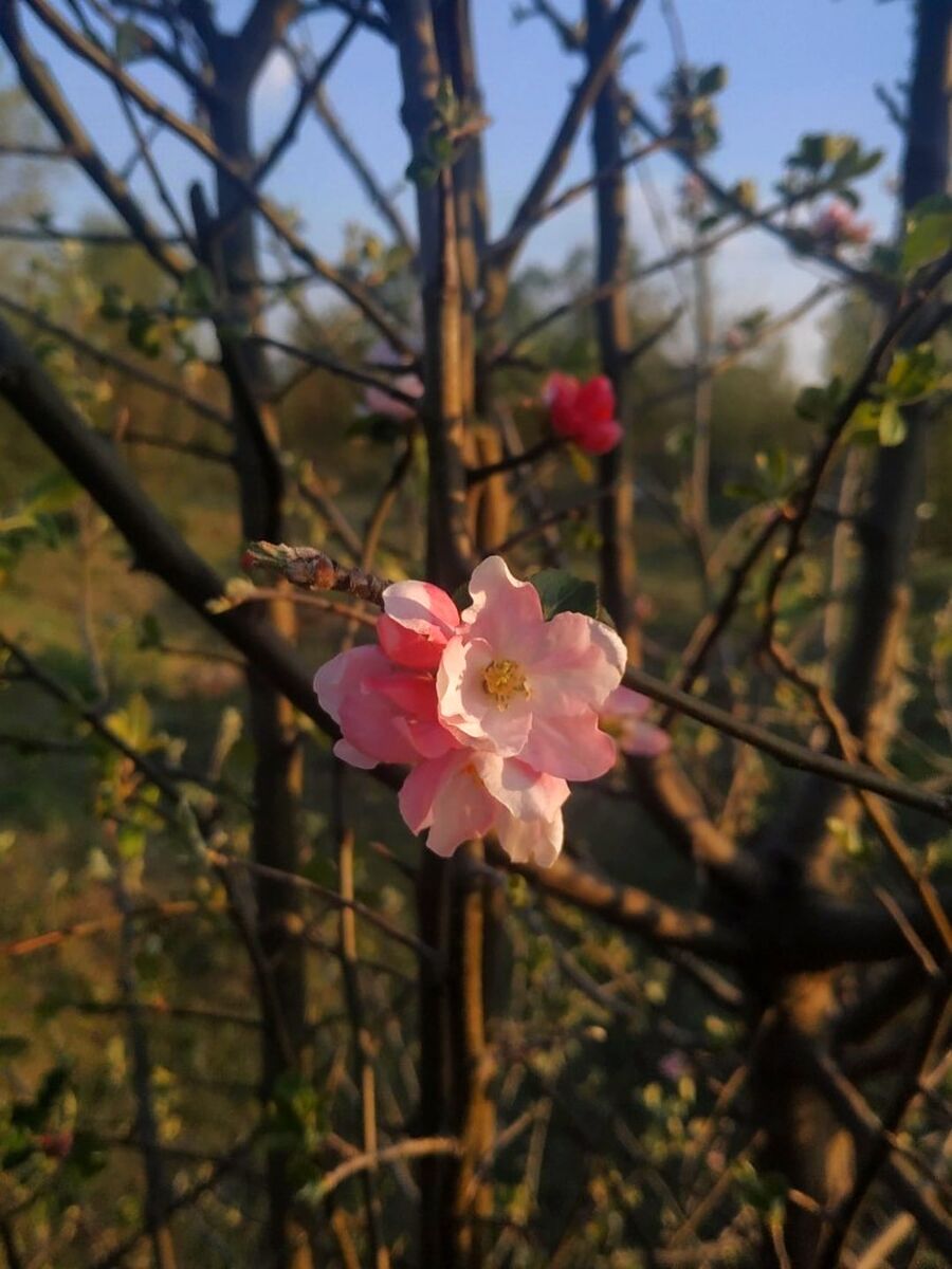 Зарождение яблока! Автор Даша