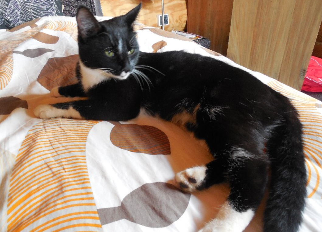 Та самая кошка. Забавно, что я так и не узнал, как её зовут. Просто Кошка.