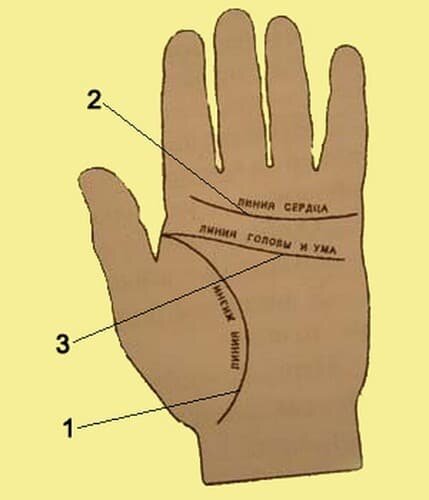 Чтение по ладони для начинающих: основные линии и за что они отвечают
