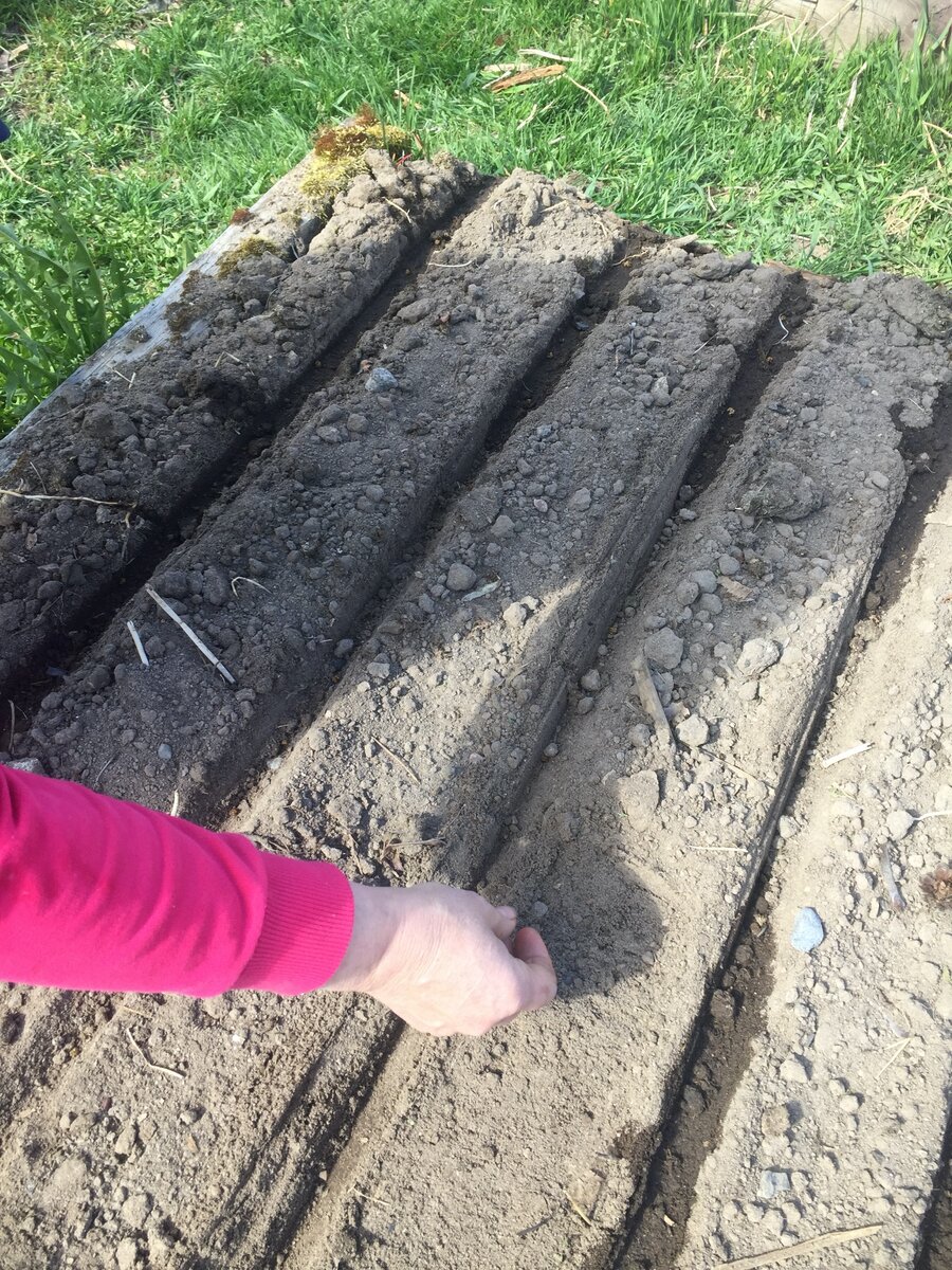 Фото: Гринвилсон