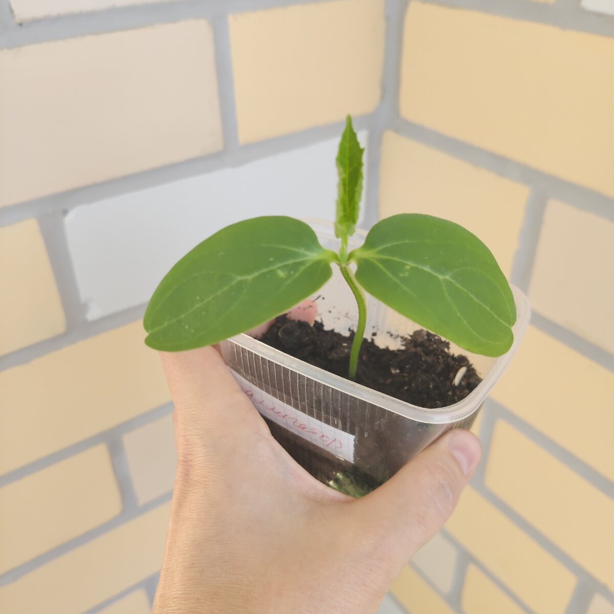 Через неделю появится второй листок