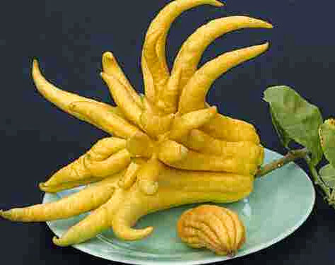 Цитрон сорта "Рука будды"