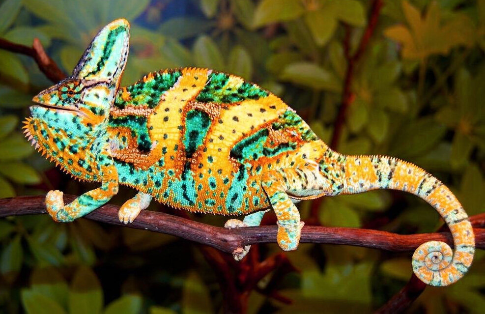 Очень яркий хамелеон