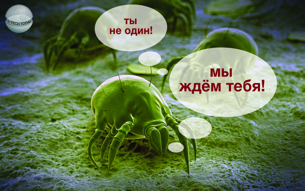 Пылевые клещи