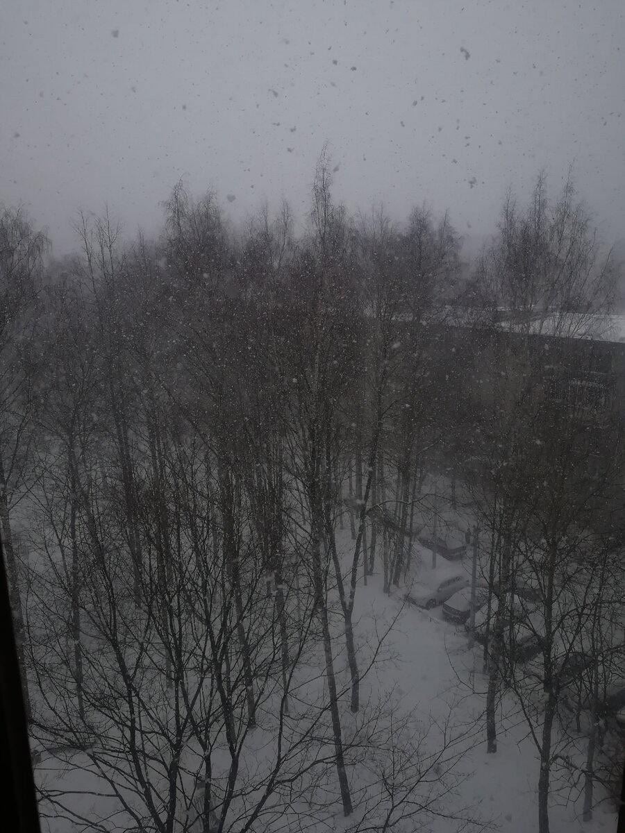 Зимний сад... :)