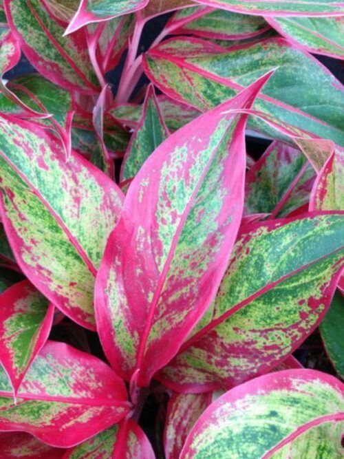 Аглаонема - Aglaonema. Уход за аглаонемой. Описание, фото