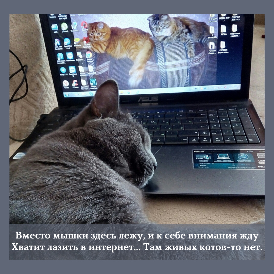 Как Вы думаете, почему когда включаешь ноутбук, кошки сразу же приходят и ложаться на клавиатуру? Мое мнение , что это все-таки зависит от характера кошки. У меня их четверо (2 кошки; 2 кота).