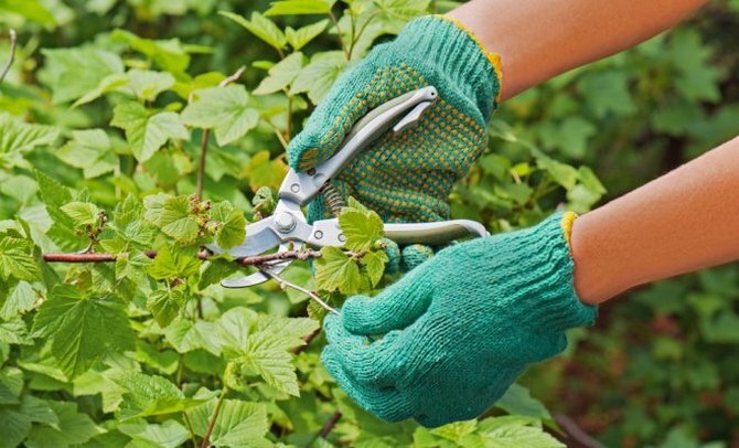 Источник фото: Flowertimes.ru