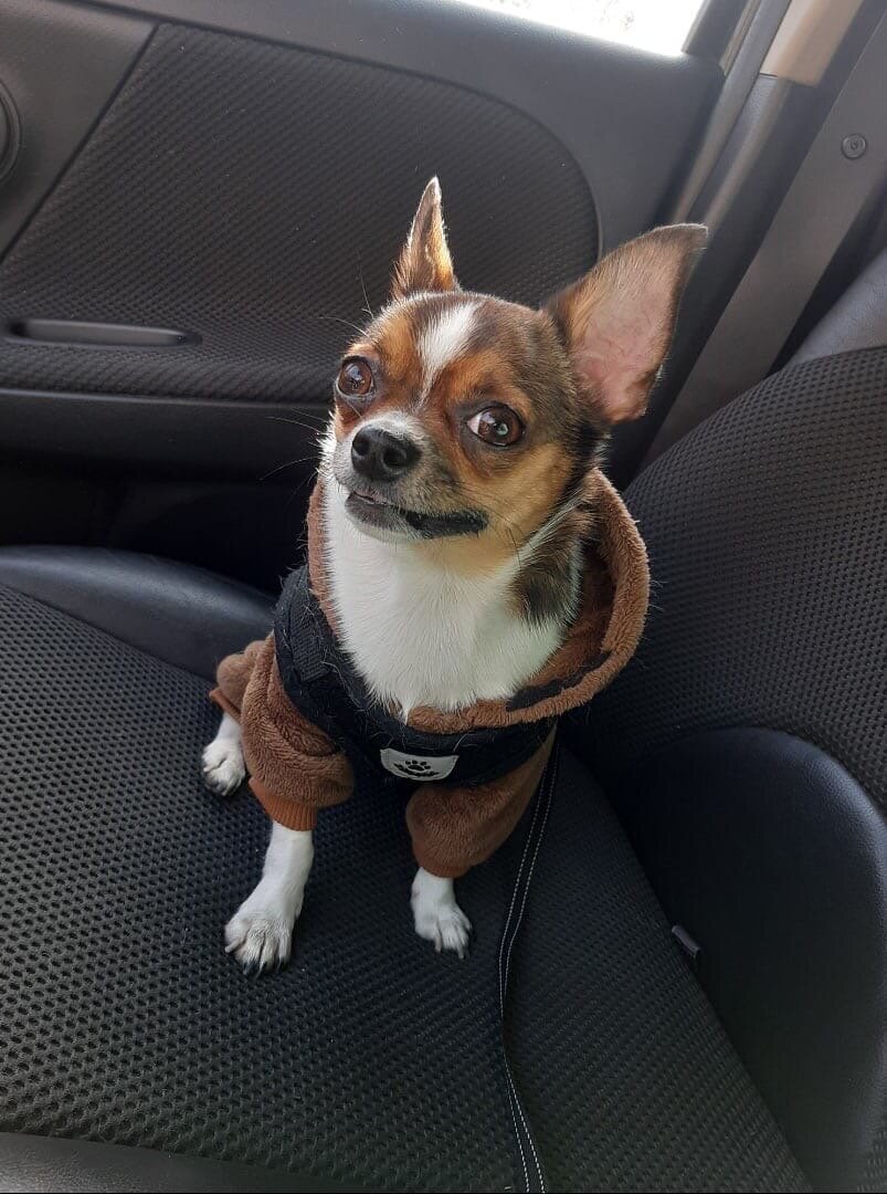 Чихуахуа персик