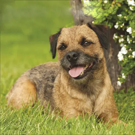 Бордер-терьер – небольшая собака, выведенная для охоты на норную дичь. Компактное тело позволяет пробираться в любую нору, а длинные лапы – подолгу преследовать добычу.