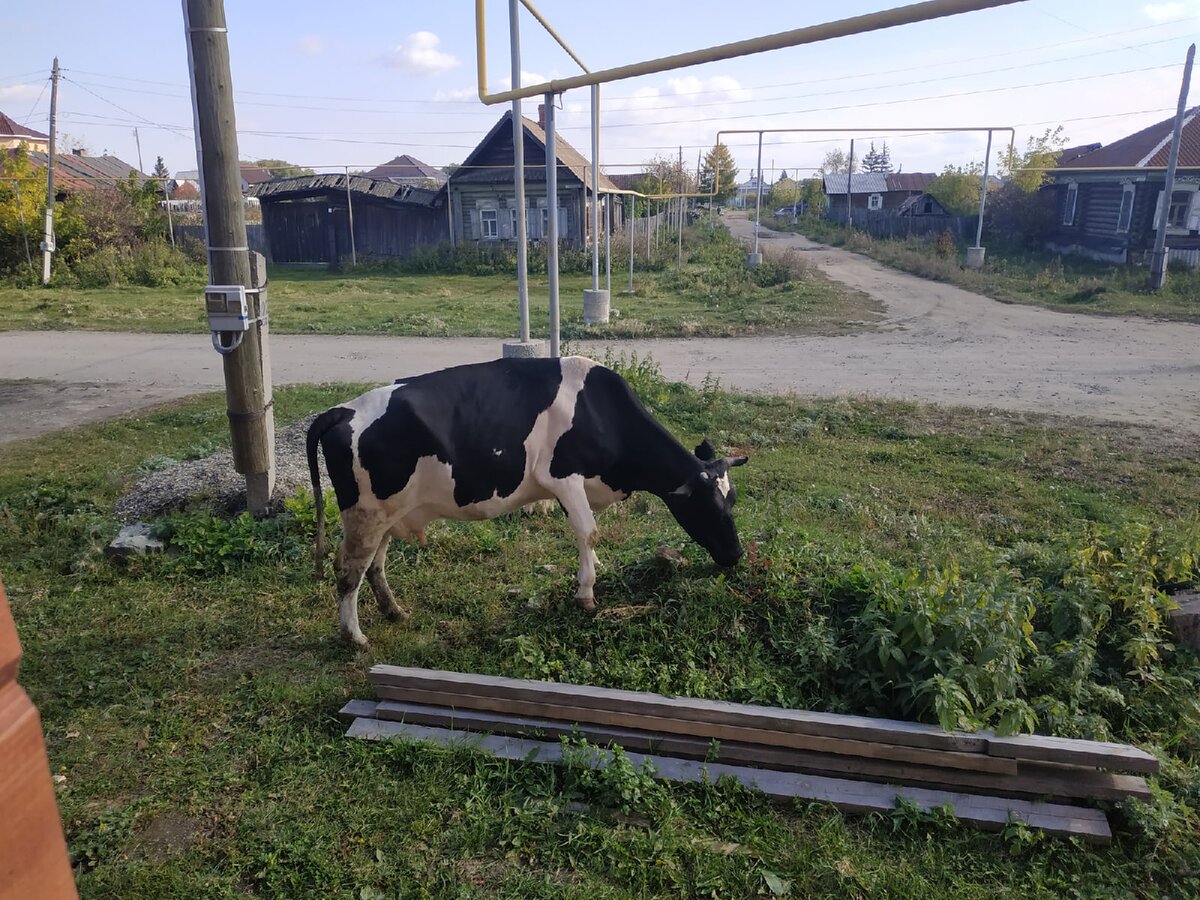 Доброго здравия, читатель!