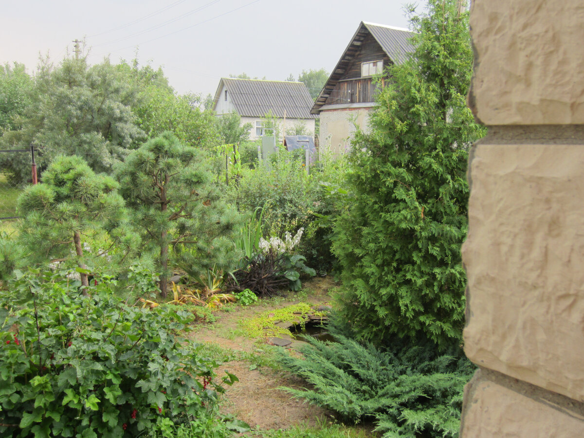 Вид с крыльца. Часть прудика специально скрыта за растениями. Чтобы казалось, что пруд не настолько маленький, как на самом деле 