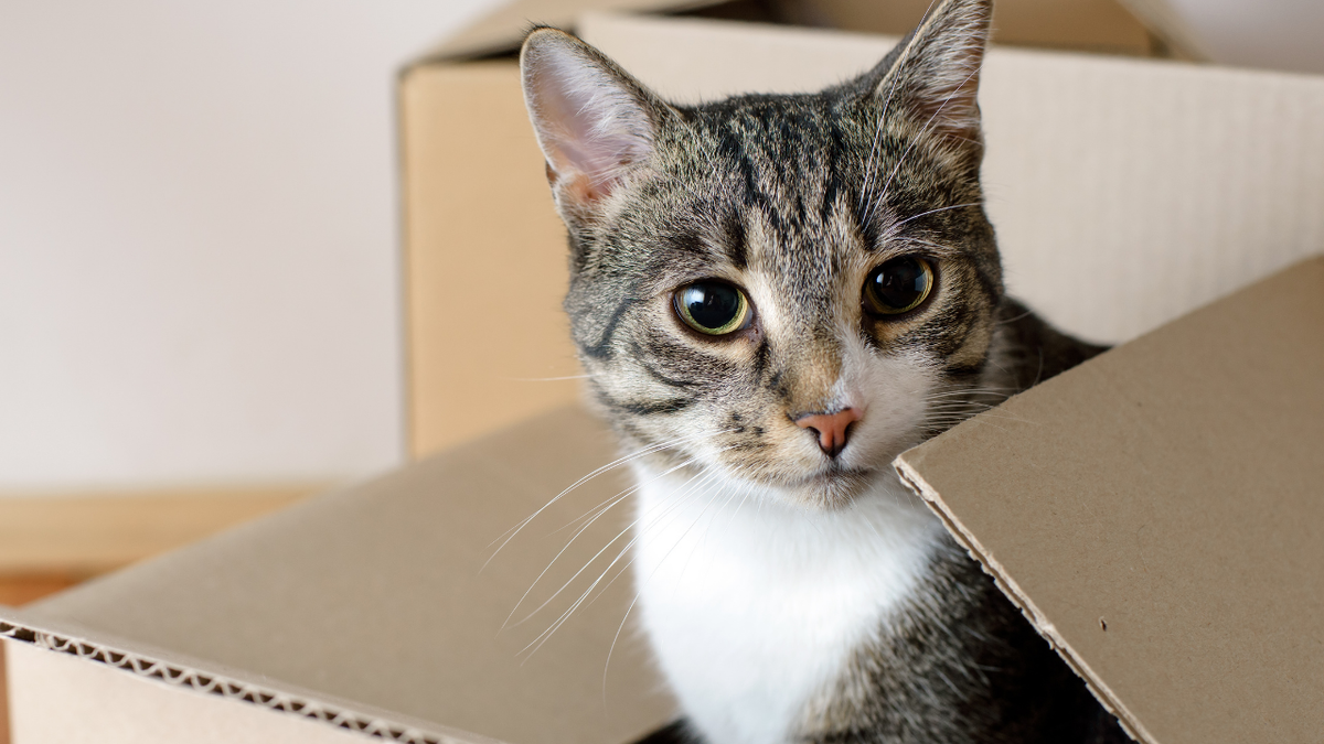 Каждому предстоит пройти этапы адаптации после переезда.