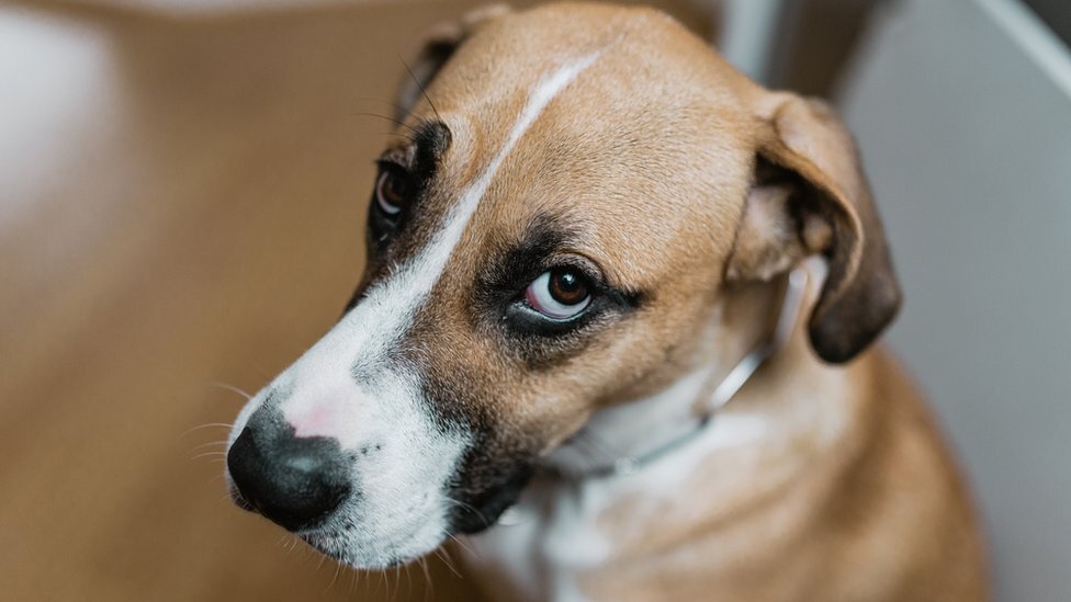 Фото: https://c.files.bbci.co.uk/906C/production/_107427963_gettyimages-912167862.jpg