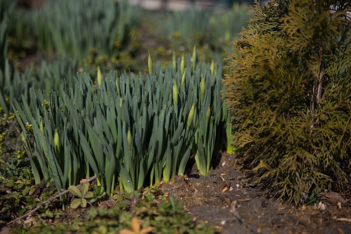 март в моем саду. нарциссы проснулись.  фото автора