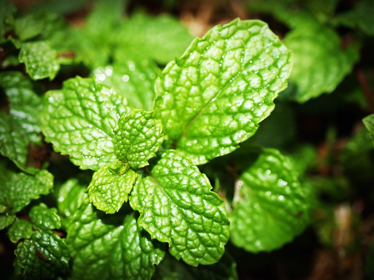 Мятный чай любят все