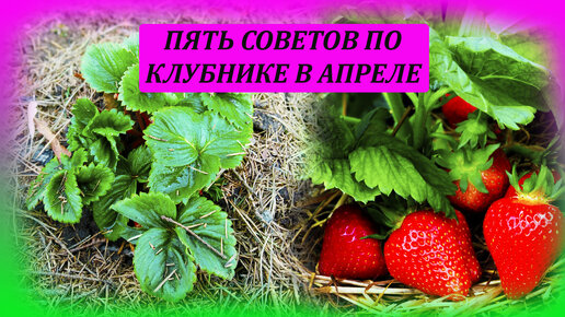 Пять советов по выращиванию клубники в апреле. Как выращивать клубнику весной. Выращивание клубники на даче.