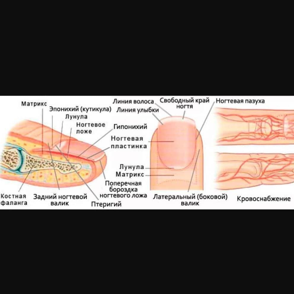Строение ногтя фото