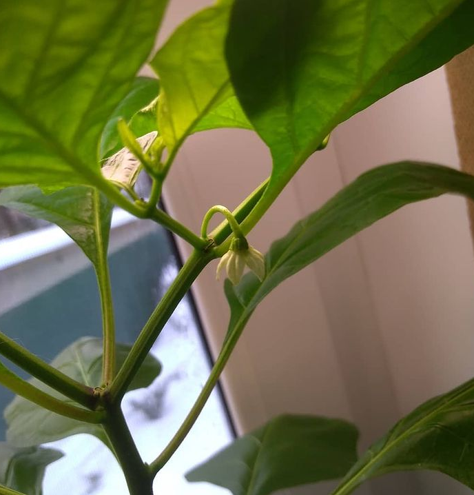 Fatalii white 29 декабря 2020.