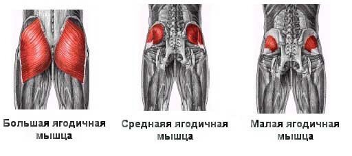 Большая, средняя и малая ягодичные мышцы