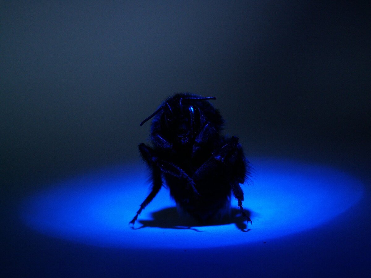 Фото со стока. https://www.freeimages.com/ru/photo/insect-2-1531607