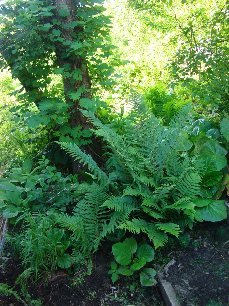 Амурский виноград на стволе дикой яблони