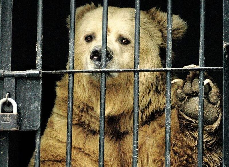 Мне бы на волю!