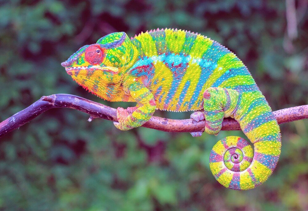 Хамелеон. Фото взято из открытых источников