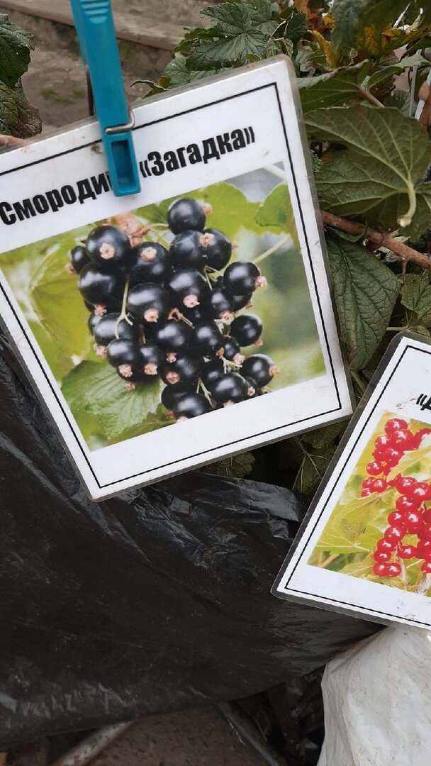 Черная смородина.