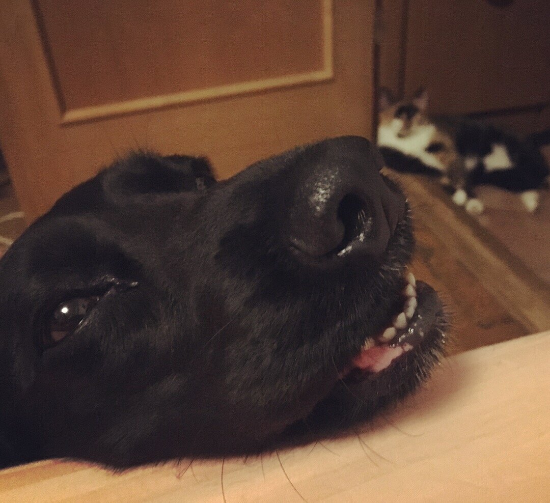 Когда тебе чешут ушко