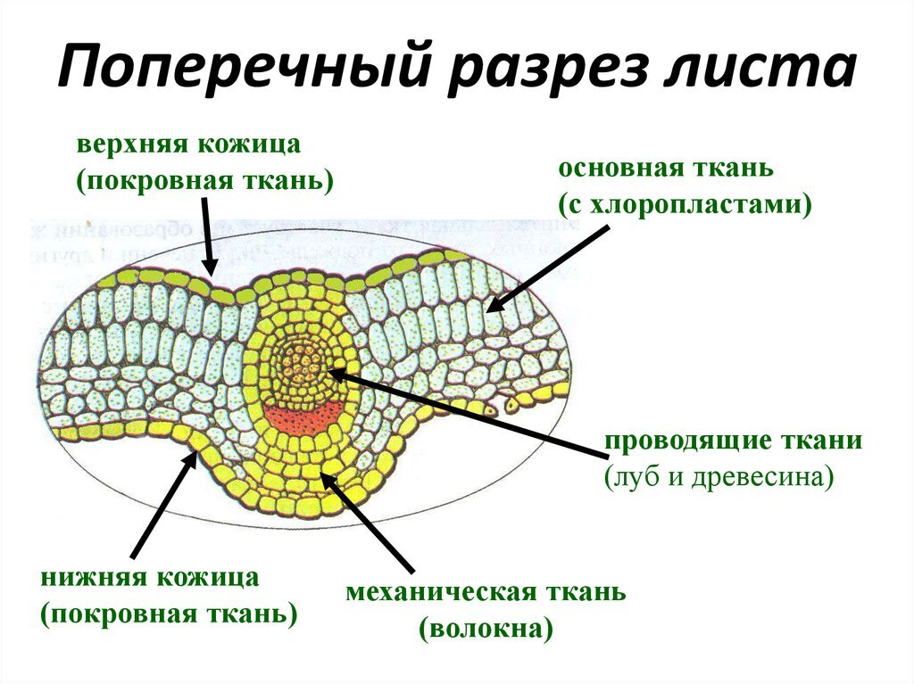 Жилка листа под микроскопом