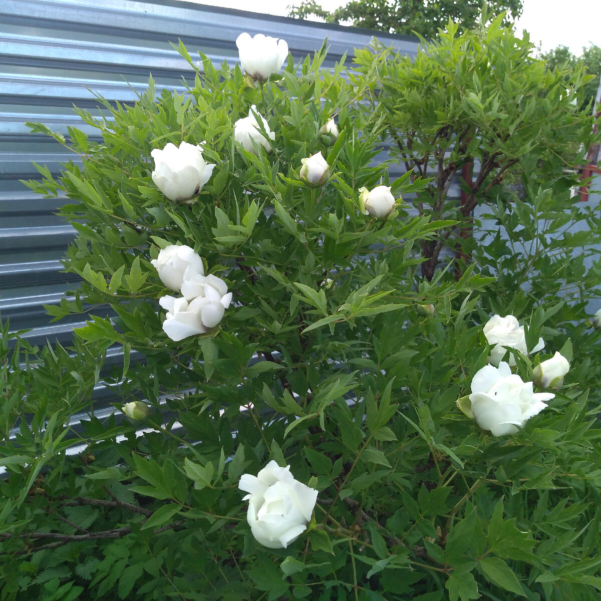 Фото автора статьи древовидный пион в нашем саду