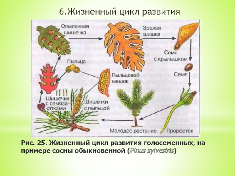 Жизненный цикл растений пример