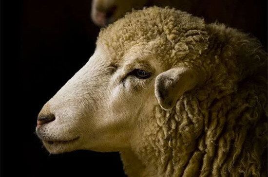 Овечка Долли. Фото из открытых источников